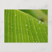 Carte Postale Flora Dominica 2 (Devant)