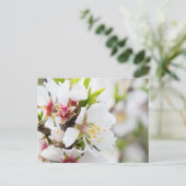 Carte Postale Floraison d'amande (Debout devant)