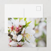 Carte Postale Floraison d'amande (Devant / Derrière)