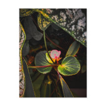 Floraison de bégonia SC parmi les feuilles de cala