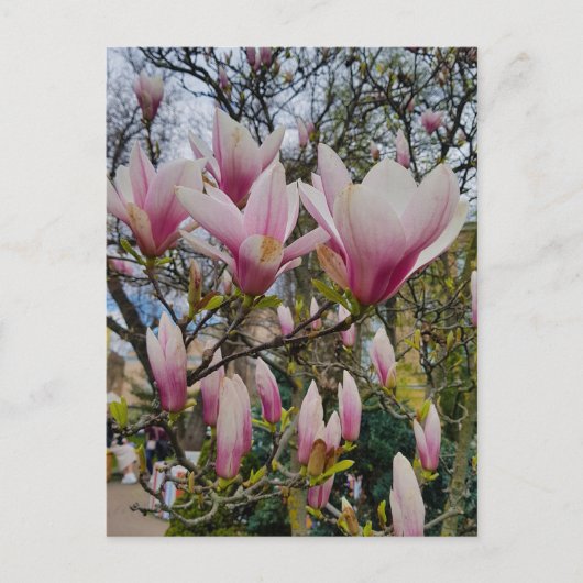 Carte Postale Floraison de grandes fleurs de magnolia rose (Devant)