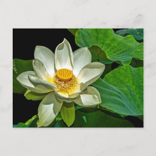 Carte Postale Floraison de Lotus