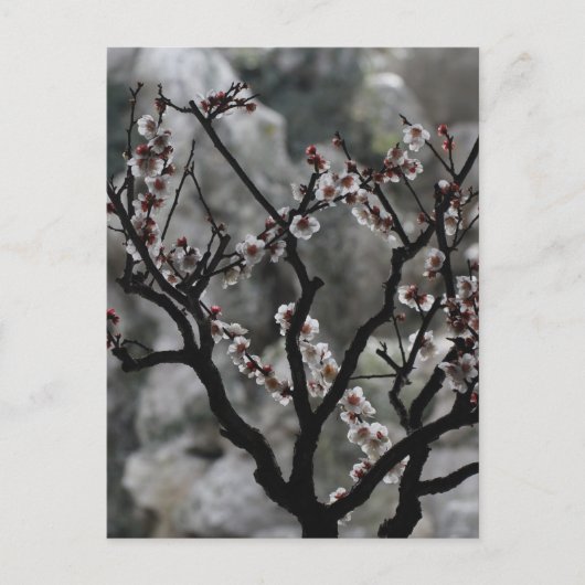 Carte Postale Floraisons (Devant)
