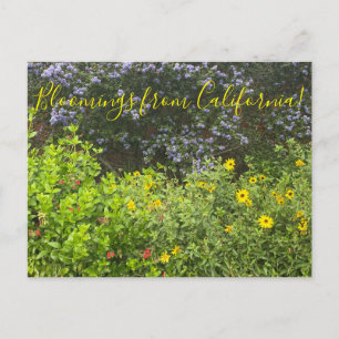 Carte Postale Floraisons de Californie