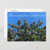 Carte Postale Floraisons de Californie : Ceanothus de Ray Hartma (Devant / Derrière)