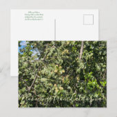 Carte Postale Floraisons de Californie : Cerisier à feuilles de (Devant / Derrière)