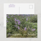 Carte Postale Floraisons de Californie : Cleveland Sage (Devant / Derrière)