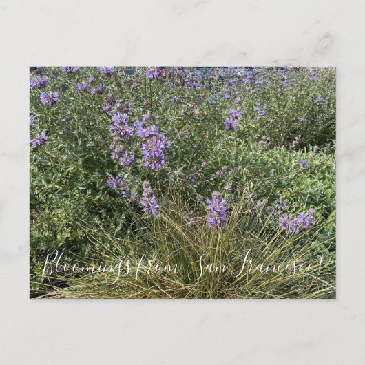 Carte Postale Floraisons de Californie : Cleveland Sage (Devant)