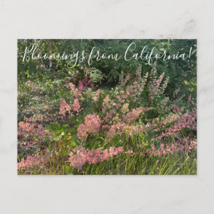 Carte Postale Floraisons de Californie : Corail Sonnant
