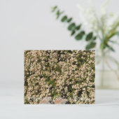 Carte Postale Floraisons de Californie : Eriogonum fasciculatum (Debout devant)