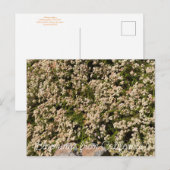 Carte Postale Floraisons de Californie : Eriogonum fasciculatum (Devant / Derrière)