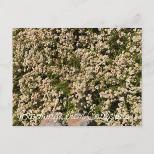 Carte Postale Floraisons de Californie : Eriogonum fasciculatum