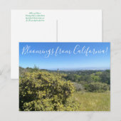 Carte Postale Floraisons de Californie : Grand Saltbush (Devant / Derrière)