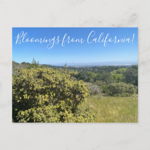 Carte Postale Floraisons de Californie : Grand Saltbush