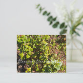 Carte Postale Floraisons de Californie : Groseillier à feuilles (Debout devant)