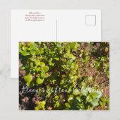 Carte Postale Floraisons de Californie : Groseillier à feuilles (Devant / Derrière)