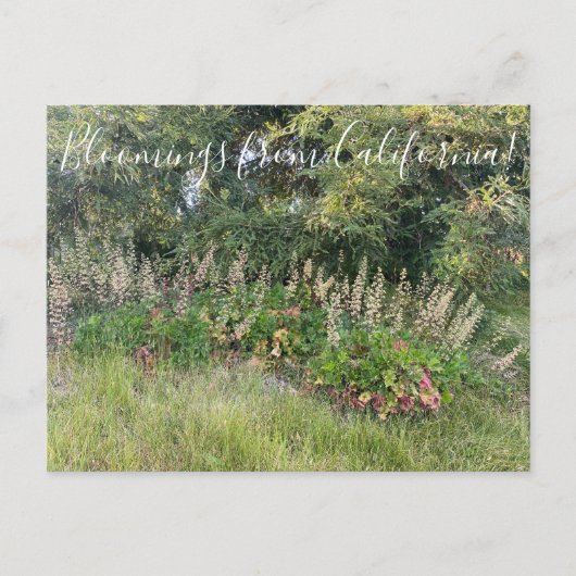 Carte Postale Floraisons de Californie: Heuchera maxima Postcar (Devant)