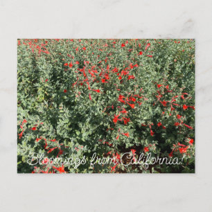 Carte Postale Floraisons de Californie : June Fuchsia