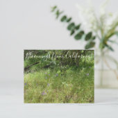 Carte Postale Floraisons de Californie : Lance d'Ithuriel (Debout devant)