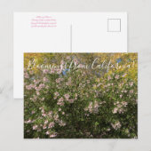 Carte Postale Floraisons de Californie : Manzanita (Devant / Derrière)