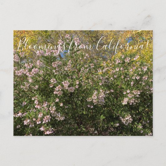 Carte Postale Floraisons de Californie : Manzanita (Devant)