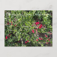 Floraisons de Californie : Muflier des îles Postc