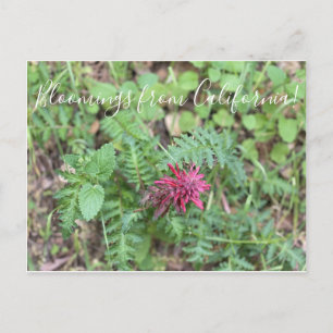 Carte Postale Floraisons de Californie : Panache de guerrier