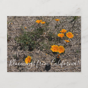 Carte Postale Floraisons de Californie : Pavot de Californie