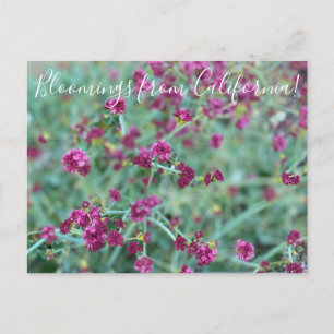 Carte Postale Floraisons de Californie : Pos de sarrasin rouge d
