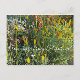 Carte Postale Floraisons de Californie : Prairie native