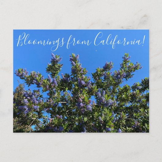 Carte Postale Floraisons de Californie : Ray Hartman Ceanothus P (Devant)