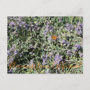 Carte Postale Floraisons de Californie : Salvia Bee's Bliss