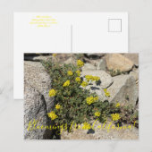 Carte Postale Floraisons de Californie : sarrasin soufre Post (Devant / Derrière)