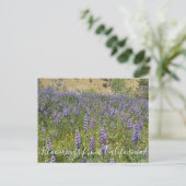 Carte Postale Floraisons de Californie : Sky Lupines (Debout devant)