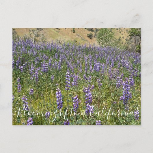 Carte Postale Floraisons de Californie : Sky Lupines (Devant)