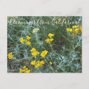 Carte Postale Floraisons de Californie : Tournesol maritime