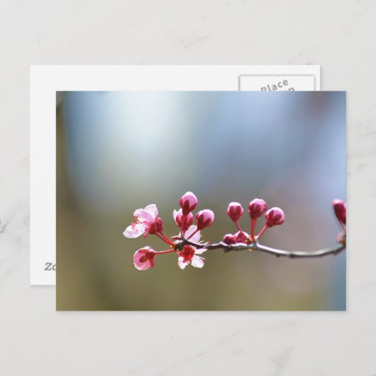 Carte Postale Floraisons printanières (Devant / Derrière)