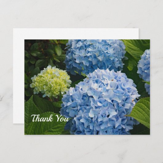 Carte Postale Floral Blue Hydrangea Merci photo (Devant / Derrière)