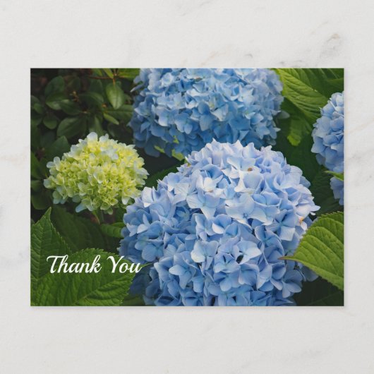 Carte Postale Floral Blue Hydrangea Merci photo (Devant)