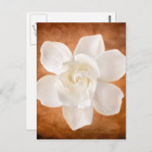 Carte Postale Floral de fleurs de Gardenia blanches (Devant / Derrière)