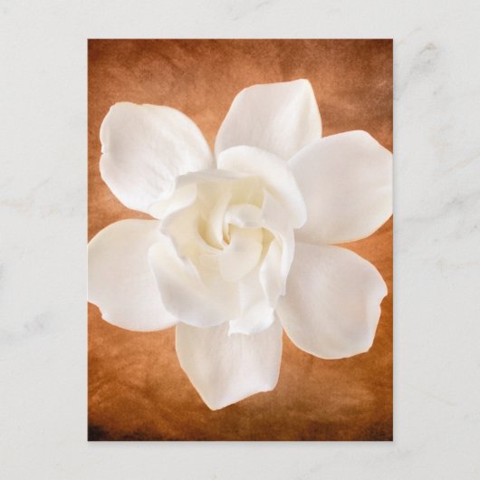 Carte Postale Floral de fleurs de Gardenia blanches (Devant)