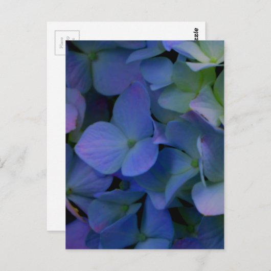 Carte Postale Floral de fleurs d'hydrangées bleu pourpre (Devant / Derrière)