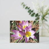 Carte Postale Floral de Pink (Debout devant)