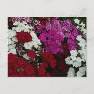 Carte Postale Floral Dianthus blanc, rose et rouge