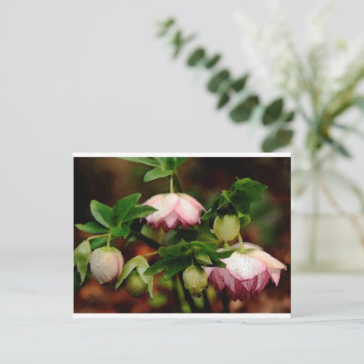 Carte Postale Floral - Hellebores roses (Debout devant)
