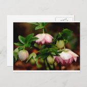 Carte Postale Floral - Hellebores roses (Devant / Derrière)
