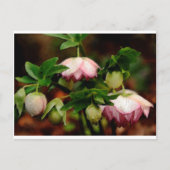 Carte Postale Floral - Hellebores roses (Devant)