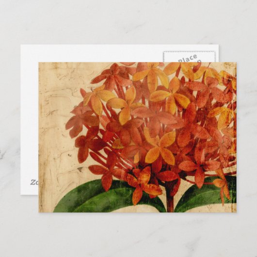 Carte Postale Floral III (Devant / Derrière)