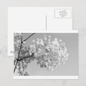 Carte Postale Floral noir et blanc (Devant / Derrière)