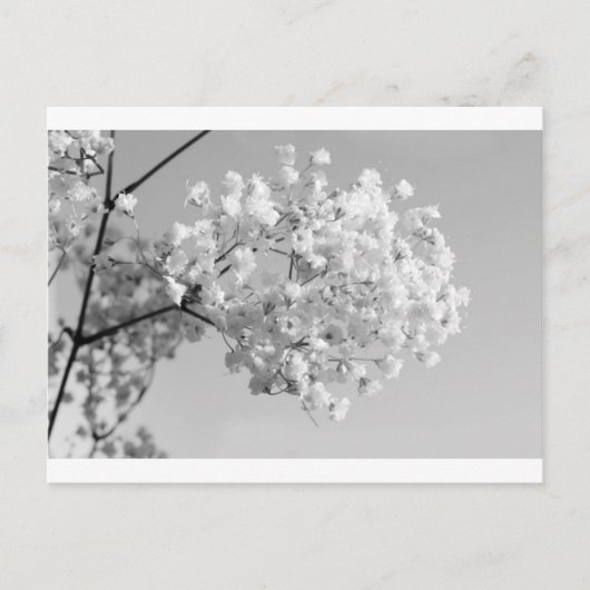Carte Postale Floral noir et blanc (Devant)